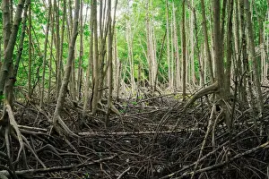 Mangrove Prints: Mangrove roots in biodiverse coastal wetland