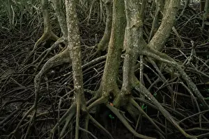 Mangrove Prints: Mangrove roots emerging from muddy swamp waters