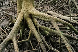 Mangrove Prints: Mangrove roots in tropical coastal forest