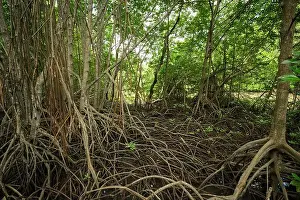 Mangrove Prints: Mangrove roots in wetland habitat