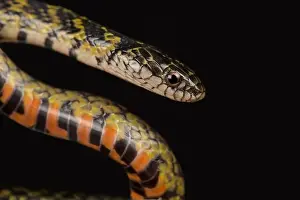 Mangrove Snake (Liophis cobellus)