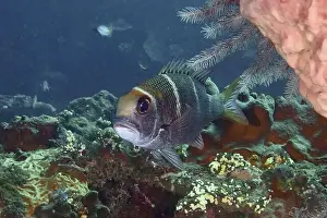 Underwater Worlds Prints: Mangrove snapper with large eyes