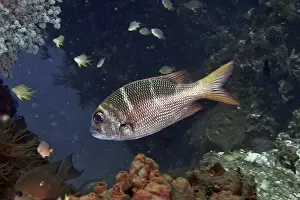 Floats Prints: A Mangrove snapper (Monotaxis heterodon)