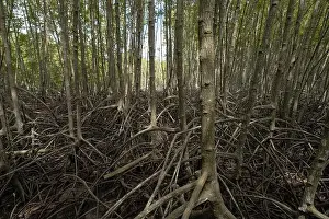 Mangrove Prints: Mangrove tree roots in coastal wetland