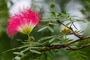 Manila Prints: manila tamarind Flower