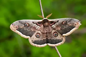 Wiener Prints: Männliches Wiener Nachtpfauenauge (Saturnia pyri) - Male Giant Peacock Moth
