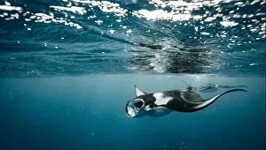 Plankton Prints: Manta ray feeding on plankton in the Maldives
