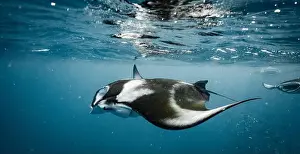 Ray Fish Prints: Manta ray feeding on plankton in the Maldives