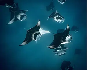 Plankton Prints: Manta ray feeding on plankton in the Maldives