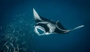 Ray Fish Prints: Manta ray feeding on plankton in the Maldives