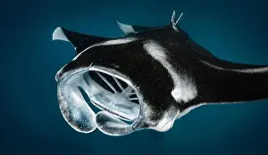 Plankton Prints: Manta ray feeding on plankton in the Maldives
