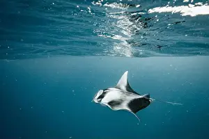 Ray Fish Prints: Manta ray feeding on plankton in the Maldives