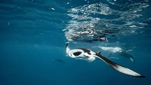 Plankton Prints: Manta ray feeding on plankton in the Maldives