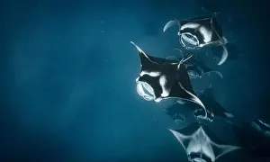 Plankton Prints: Manta ray feeding on plankton in the Maldives