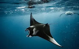 Plankton Prints: Manta ray feeding on plankton in the Maldives