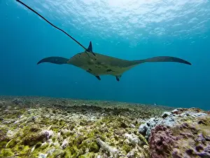 Pelagic Prints: Manta Ray Swimming at Makassar Reef