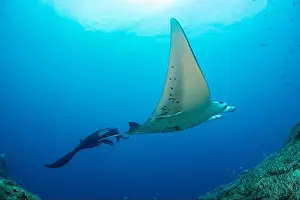 Cleaner Prints: Two manta rays, Manta alfredi, get close to the reef to be inspected by small cleaner wrasse