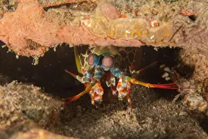 Crayfish Prints: Mantis crayfish in the Sea of the Philippines