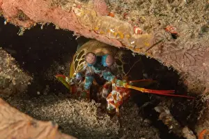Crayfish Prints: Mantis crayfish in the Sea of the Philippines