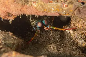 Crayfish Prints: Mantis crayfish in the Sea of the Philippines