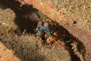 Crayfish Prints: Mantis crayfish in the Sea of the Philippines