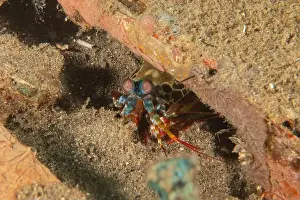 Crayfish Prints: Mantis crayfish in the Sea of the Philippines