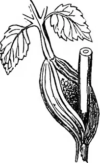 Bookpublisher Prints: A manual of botany. Botany. GENEKAL MOEPHOLOGY OF THE PLANT 53 mediate portion