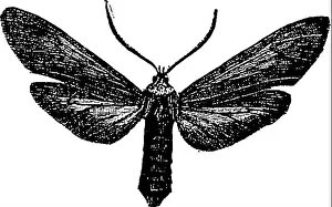 Segment Prints: This manual presents detailed descriptions of two genera of insects: Ctenucha virginica and Scepsis fulvicollis