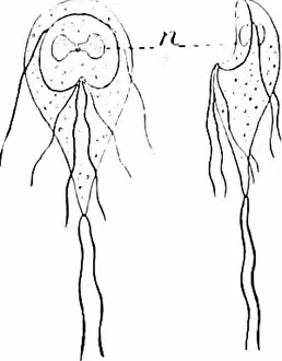 Booksubjectzoology Prints: A manual of zoology. Zoology. 202 PROTOZOA