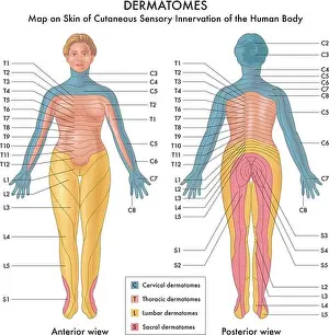 Cutaneous Prints: Map on Skin of Cutaneous Sensory Innervation of the Human Body