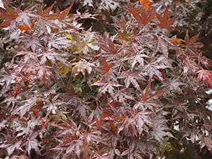 Droplet Prints: maple acer scientific name Acer Rubrum tree leaves background