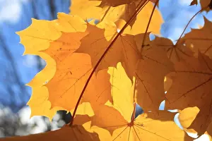 Invasive Prints: Maple Tree Leaves