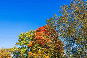 Autumn Background Prints: Maple trees with colorful autumn foliage under clear blue sky on sunny fall day. Sweden