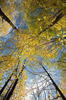Connecticut Prints: Maple trees in fall from a low angle view USA