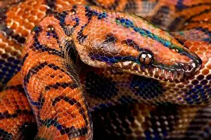 Irridescent Prints: Marajo island rainbow boa (Epicrates cenchria barbouri)