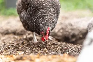 Space For Copy Prints: Maran hen scratching and pecking the soil