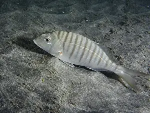 Lies Prints: Marble bream (Lithognathus mormyrus) lies on sandy ground in seawater