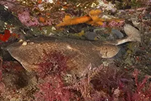 Costa Brava Prints: Marble electric ray (Torpedo marmorata) lies on the seabed between stones and plants