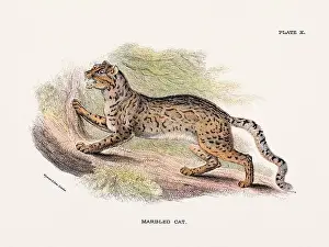 Serval Prints: Marbled Cat. Vintage illustration of a wild cat from a 19th-century natural history book detailing feline species