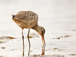 Tiny Bird Prints: Marbled Godwit at Waters Edge