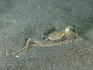 Camouflages Prints: Marbled octopus (Amphioctopus aegina) camouflaged on dark sandy bottom in the sea