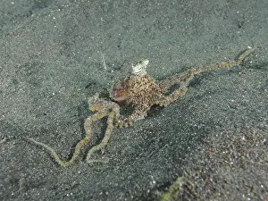 Crawl Prints: A marbled octopus (Amphioctopus aegina) crawls across the sandy seabed