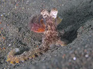 Mollusca Prints: Marbled octopus (Amphioctopus aegina) with dark body on the seabed