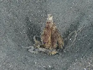 Camouflages Prints: Marbled octopus (Amphioctopus aegina) hiding in the sand with tentacles wrapped around itself