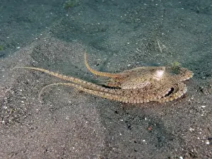 Lies Prints: A marbled octopus (Amphioctopus aegina) lying flat on the sandy bottom
