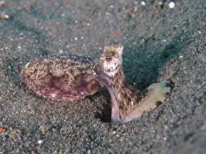 Camouflaging Prints: A marbled octopus (Amphioctopus aegina) on a sandy seabed