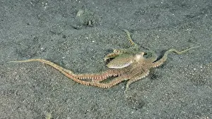 Camouflages Prints: Marbled octopus (Amphioctopus aegina) on the sandy seabed with outstretched tentacles