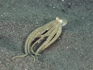 Molluscs Prints: A marbled octopus (Amphioctopus aegina) swimming stretched out over a sandy seabed