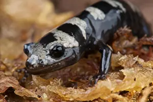 Salamander Prints: Marbled salamander / Ambystoma opacum