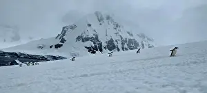 Aspiration Prints: Marching Penguins in Antarctica